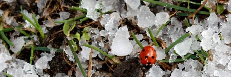 A Ladybug seen in a hike to Triund, Himachal Pradesh